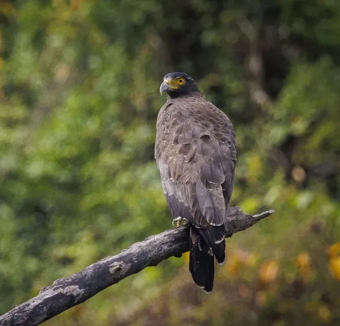 Mountain serpent-eagle