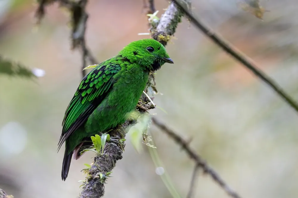 Whitehead's broadbill