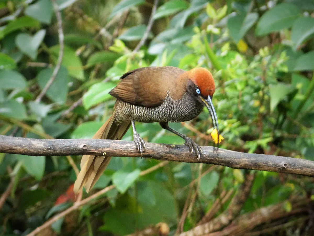Brown sicklebill