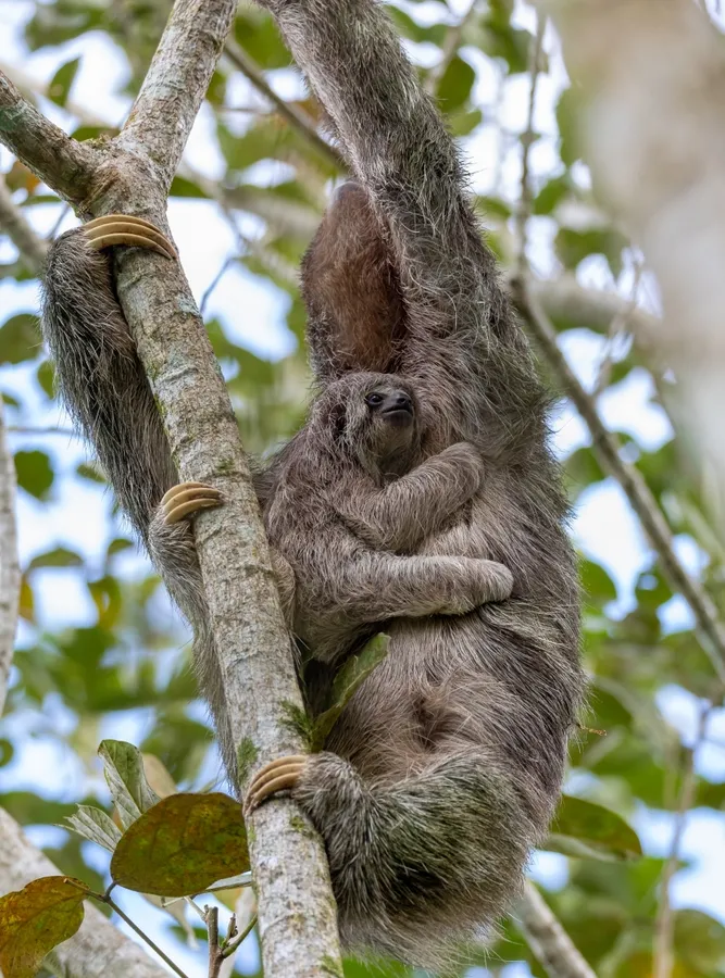 Brown-throated sloth