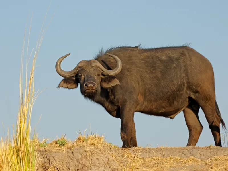 Buffalo