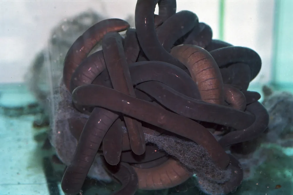 Caecilians