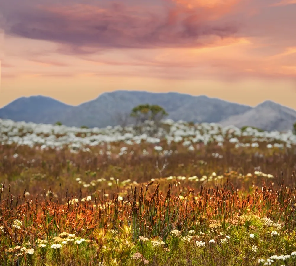 Cape fynbos