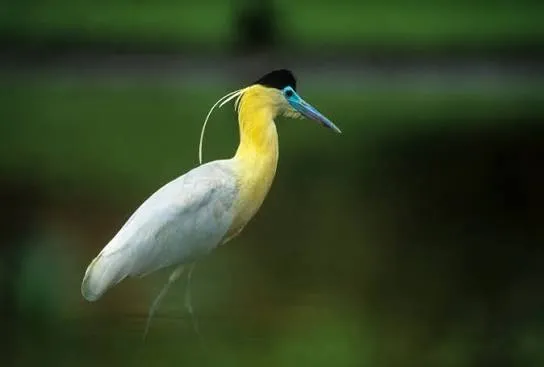 Capped heron