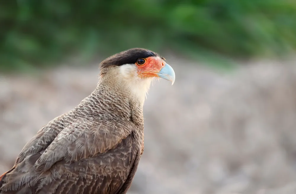 Páramo birds