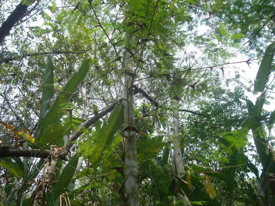 Leaf-cutter ants