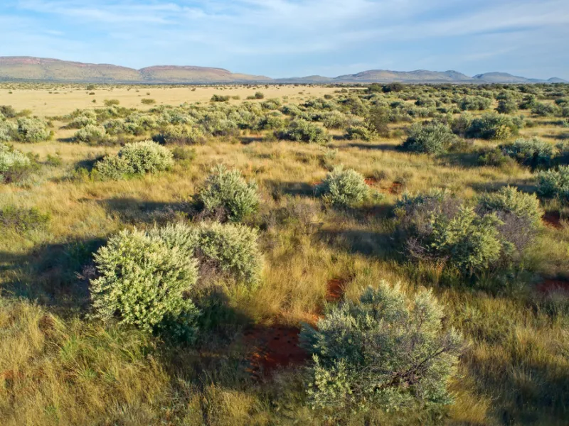 A meerkat sentinel standing watch on the open Kalahari.