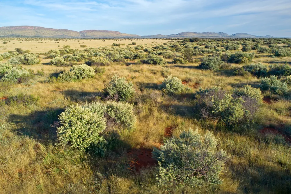 Central Kalahari Expedition