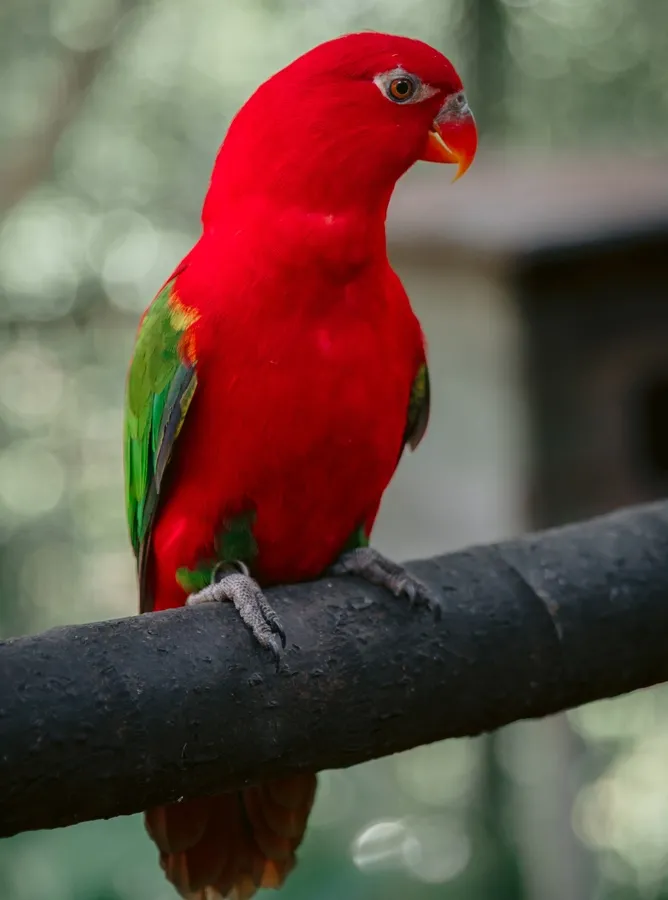Chattering lory