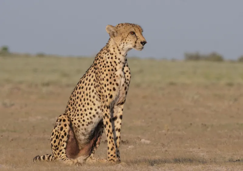 Cheetah