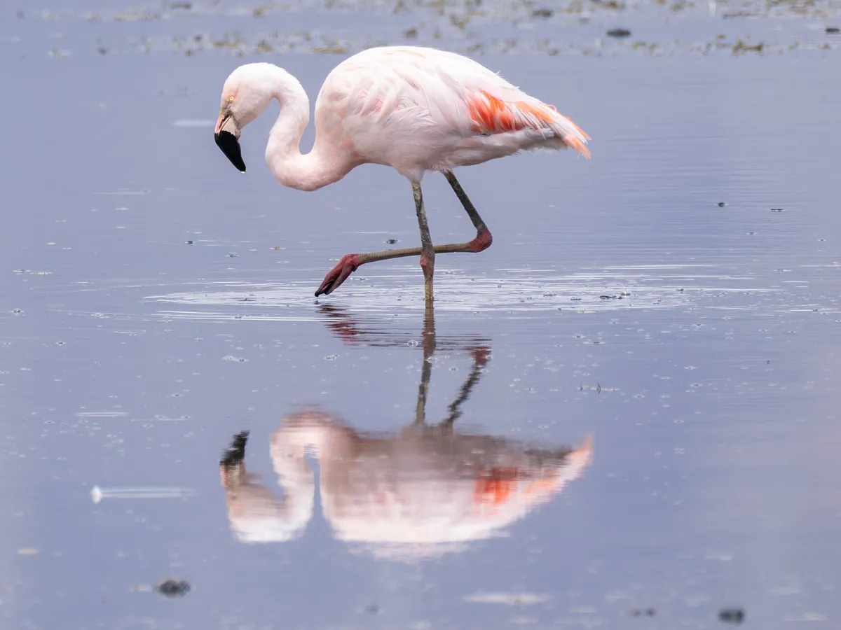 Chilean flamingo
