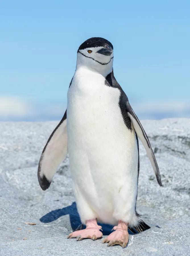 Chinstrap penguin