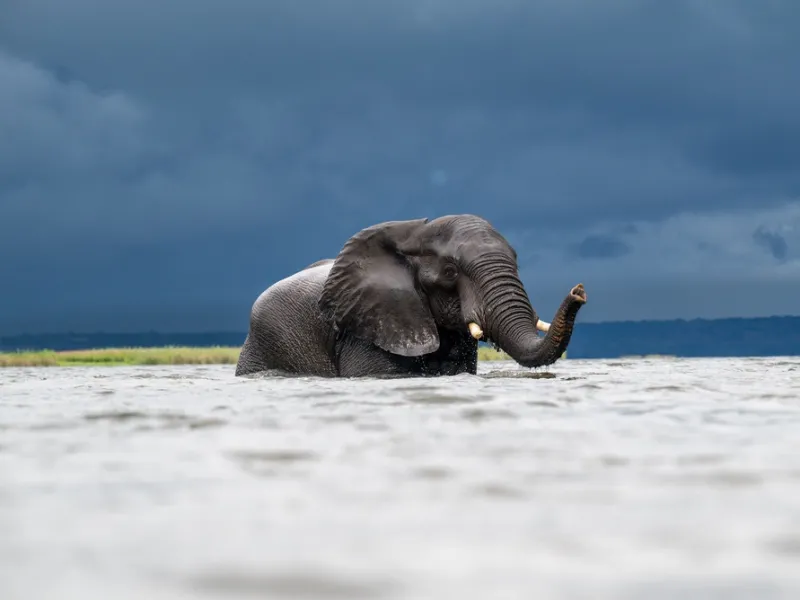 Elephant