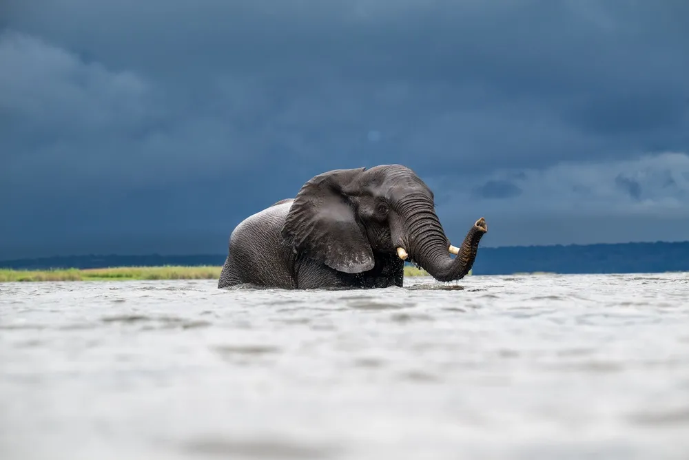 chobe-safari