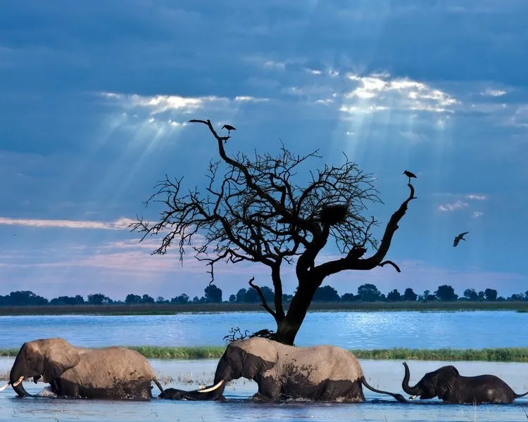 A Chobe River boat safari at golden hour, elephants on the bank.