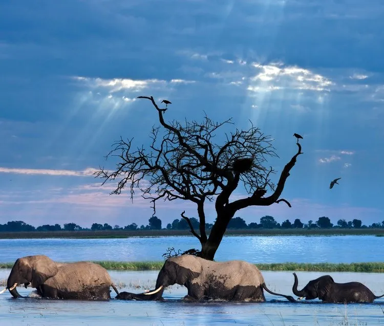 Classic Botswana