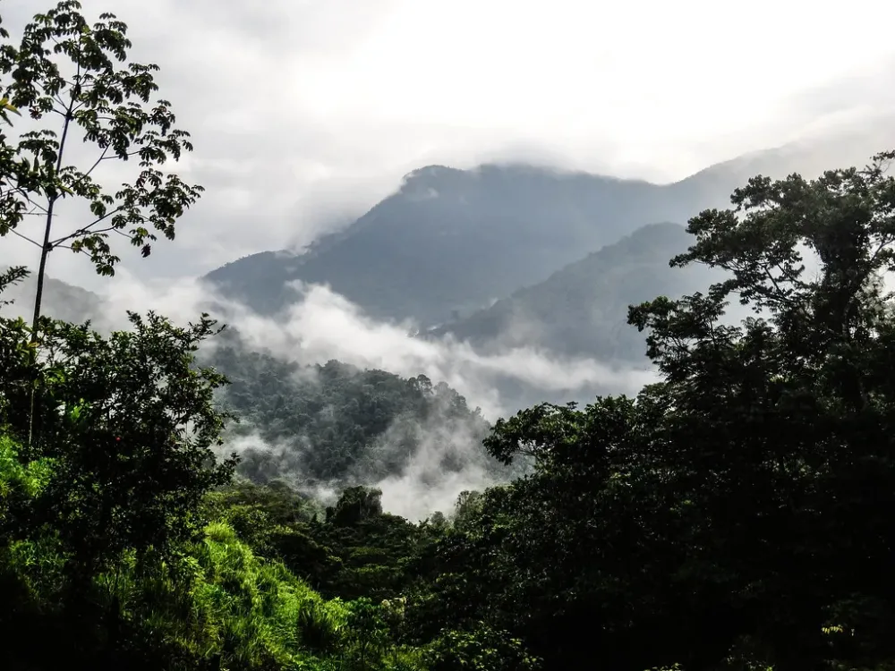 Cloud forest in the Santa Marta mountains.
