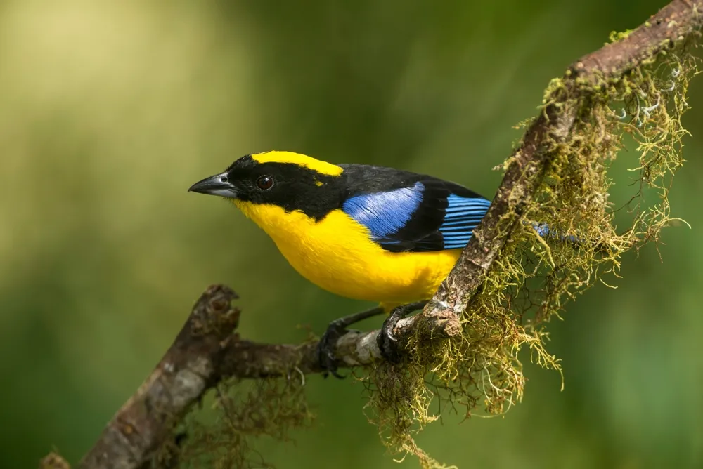 Cloud-forest tanagers