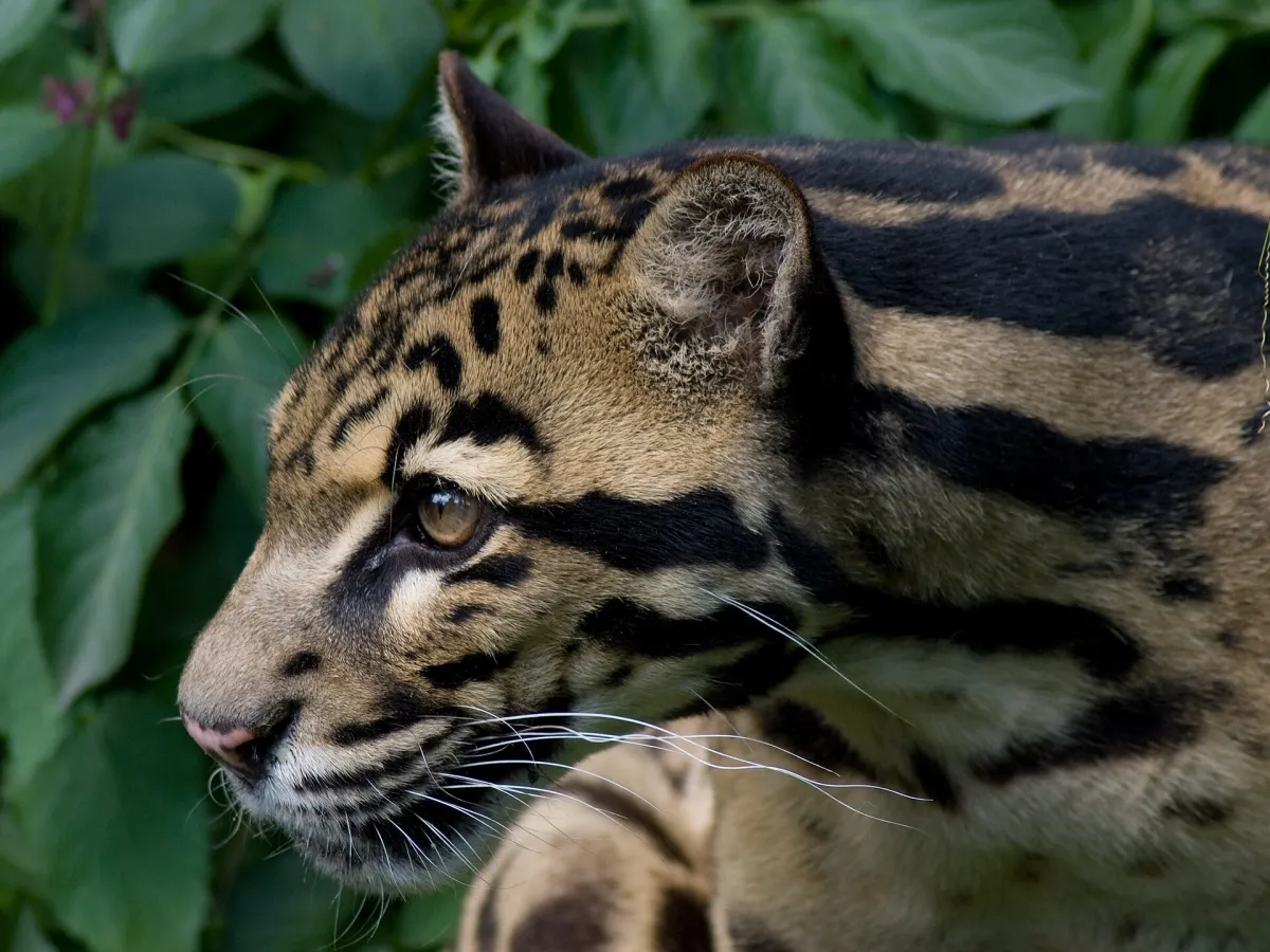 Sunda clouded leopard