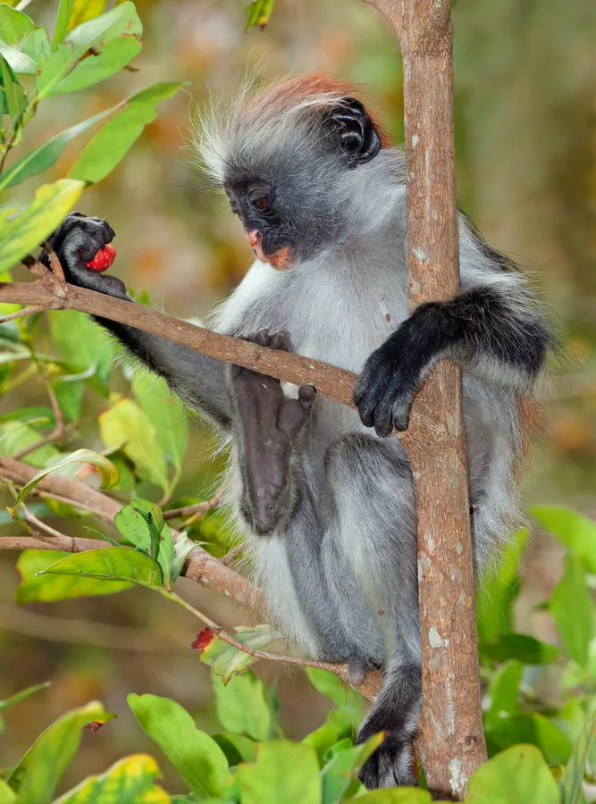 Colobus & vervet