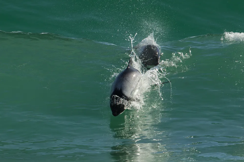 Commerson's dolphin