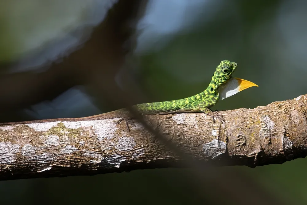 Common flying lizard
