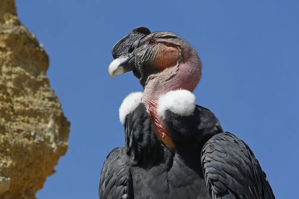 Condor watching