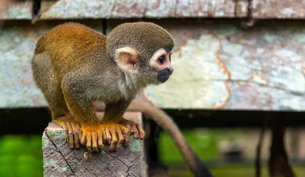Monkeys & caiman