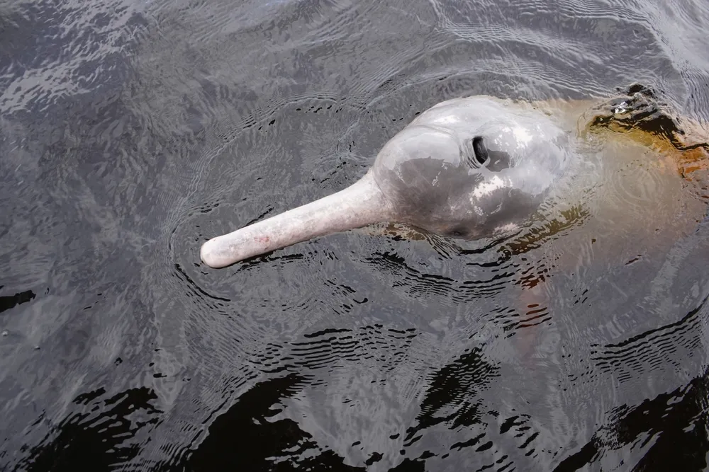 River dolphins