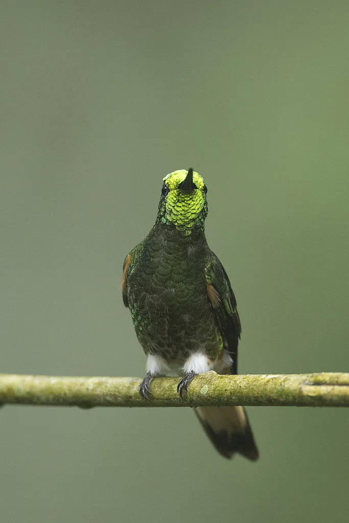 Mindo Bird Photography