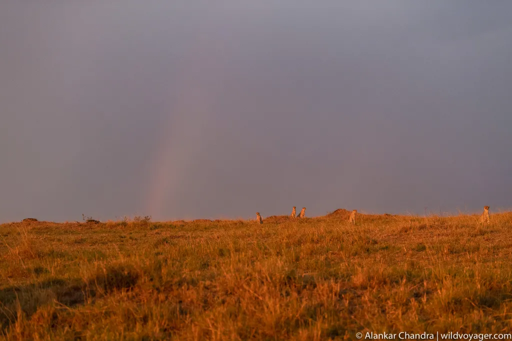 Conservation Safari