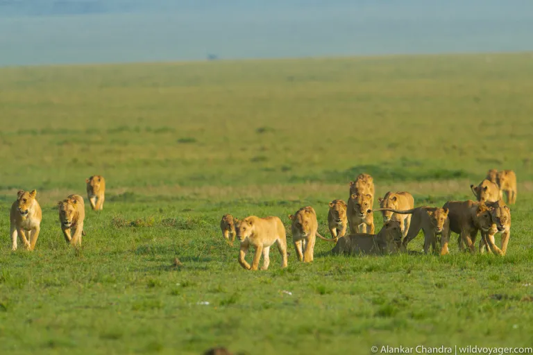 kenya