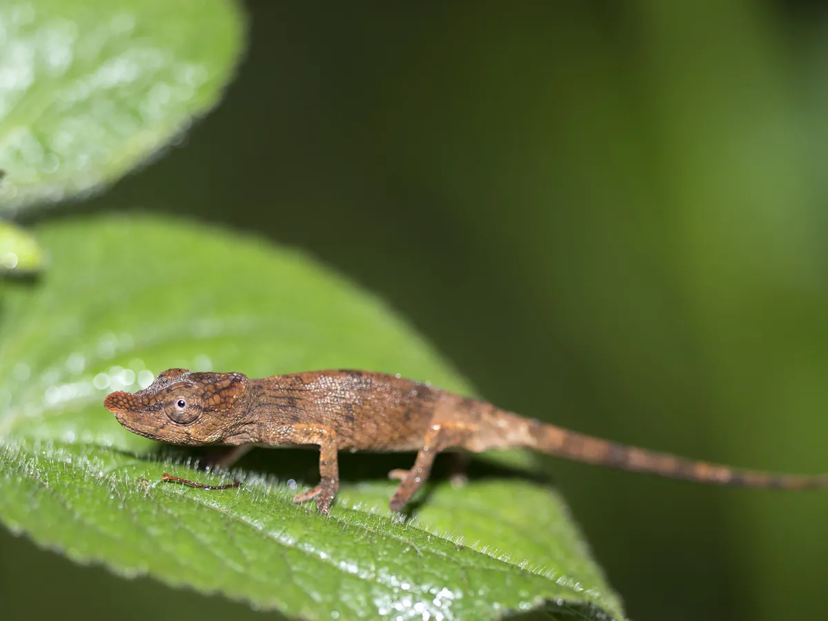 Chameleons