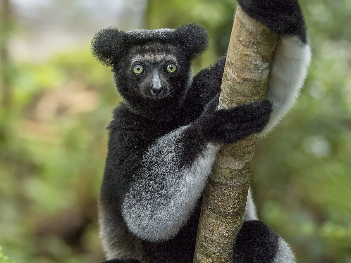 Indri