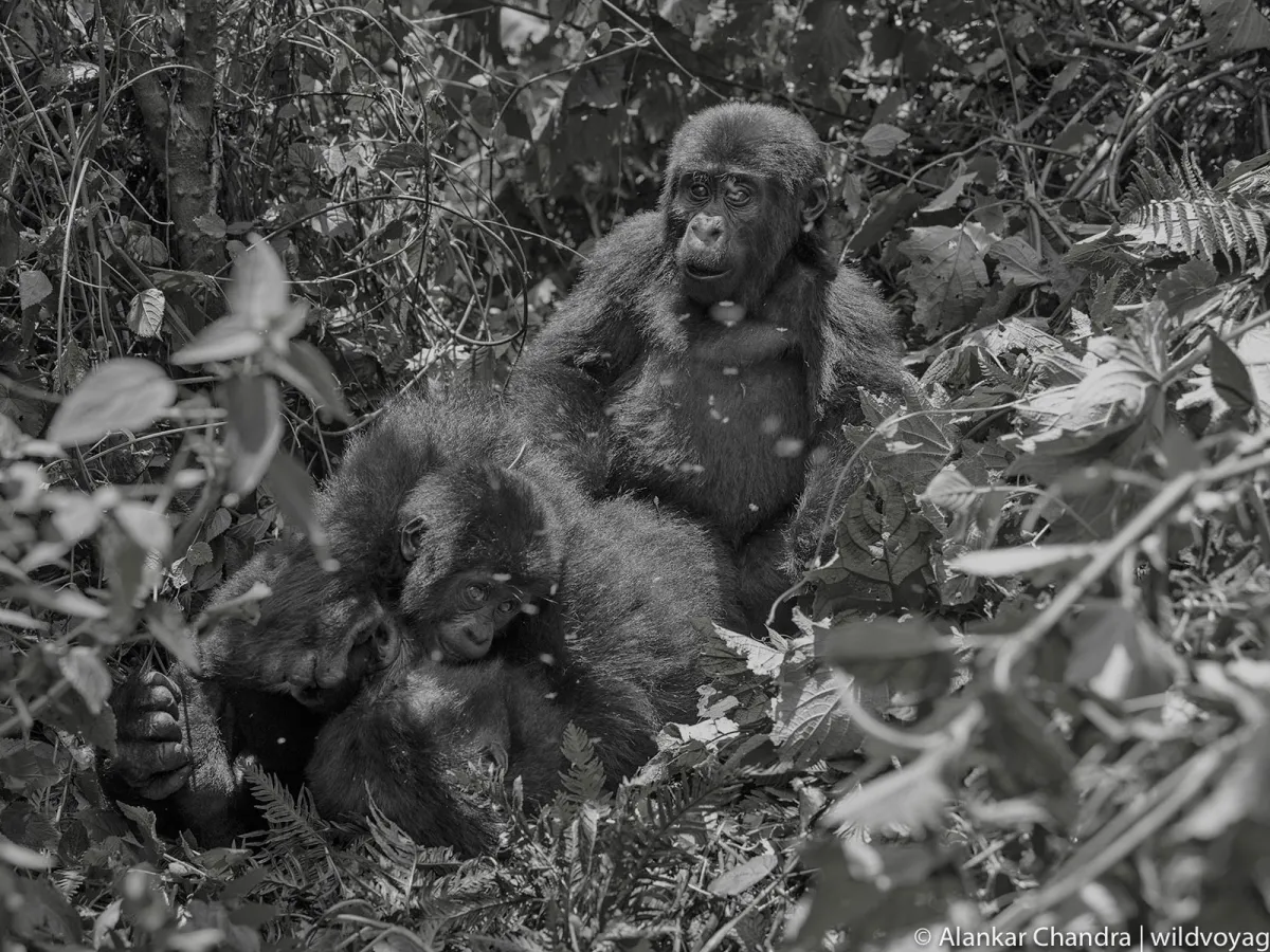 Gorilla trekking