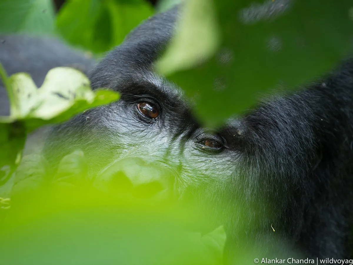 Gorilla habituation