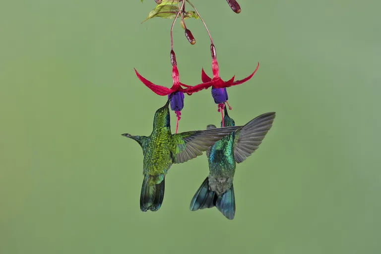Costa Rica