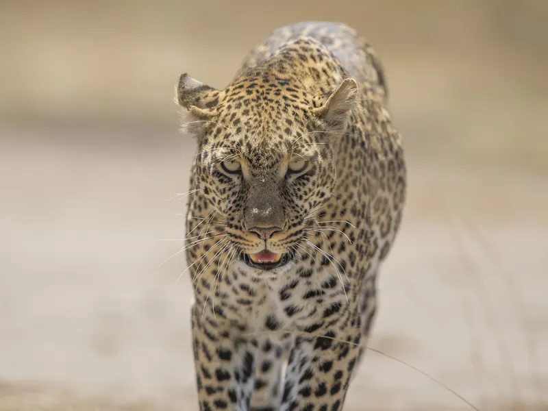 Leopard