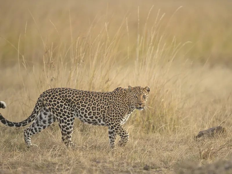 Leopard