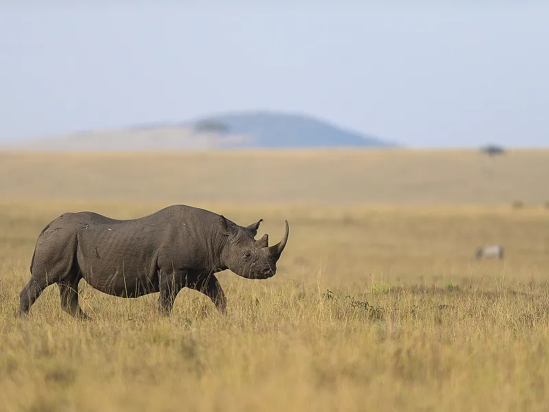 Rhino