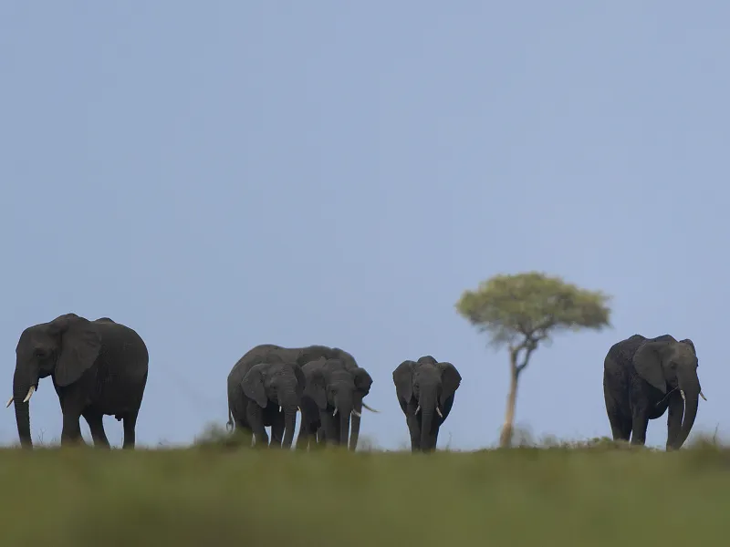 Elephant