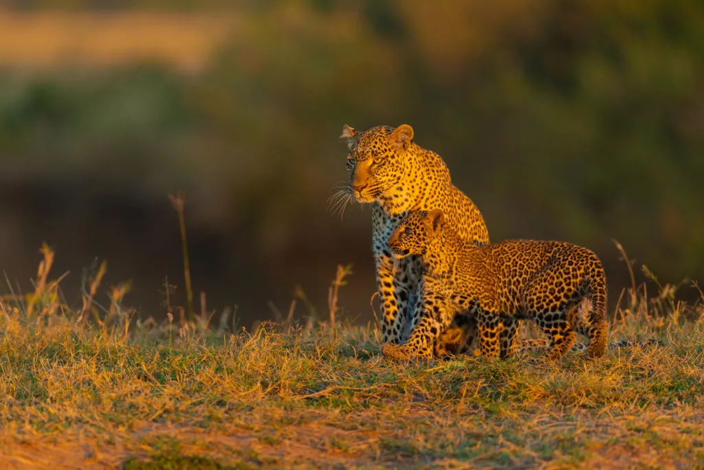 Amboseli Mara