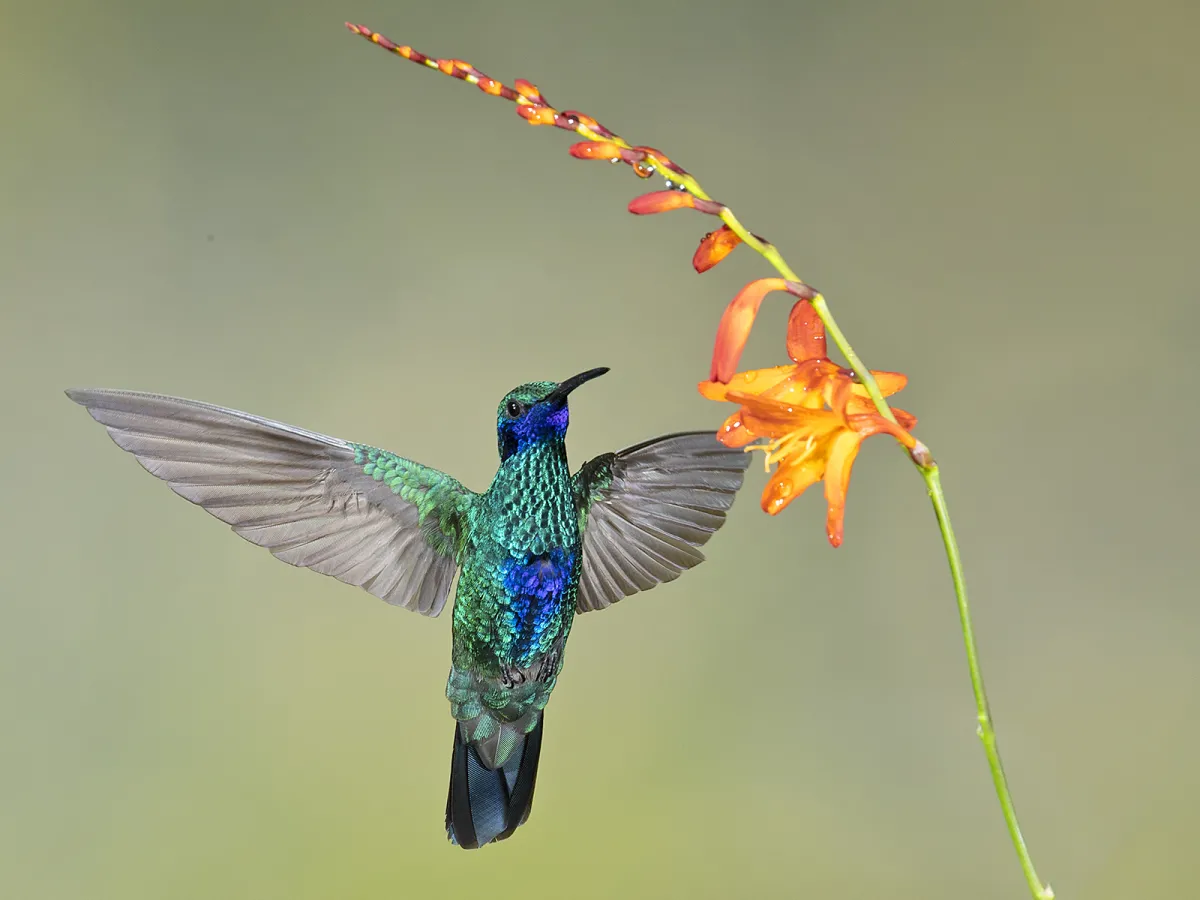 Hummingbird feeders