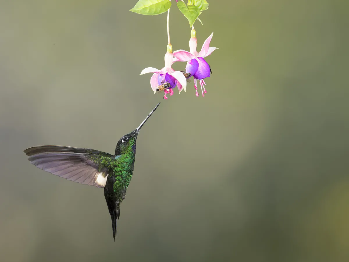 Hummingbirds
