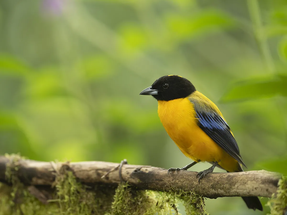 Mountain tanagers