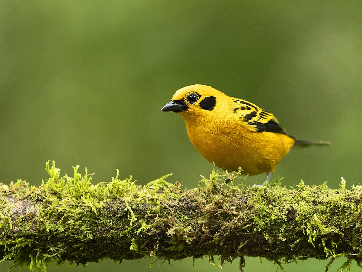 Chocó birding