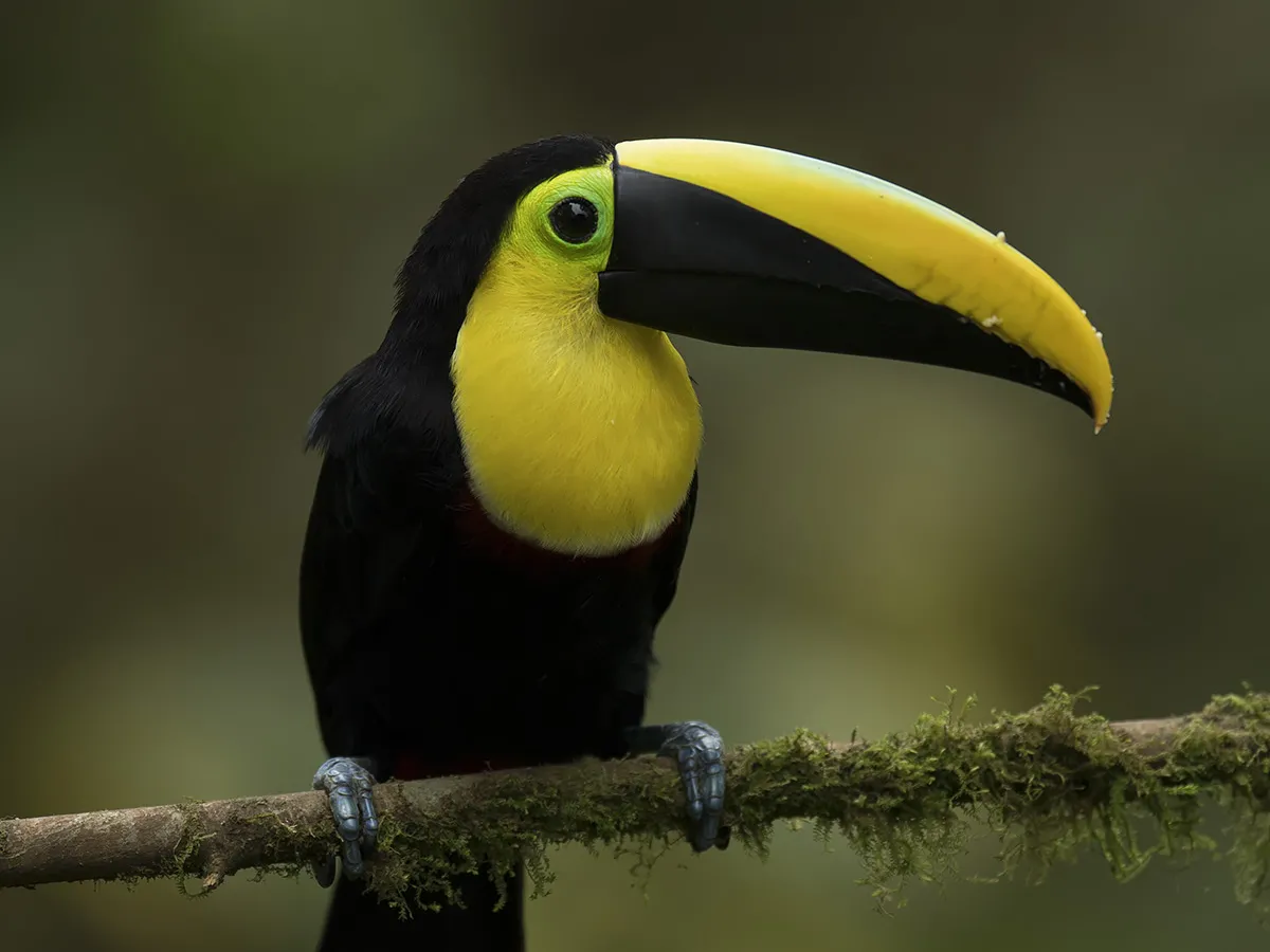 Mountain-toucans