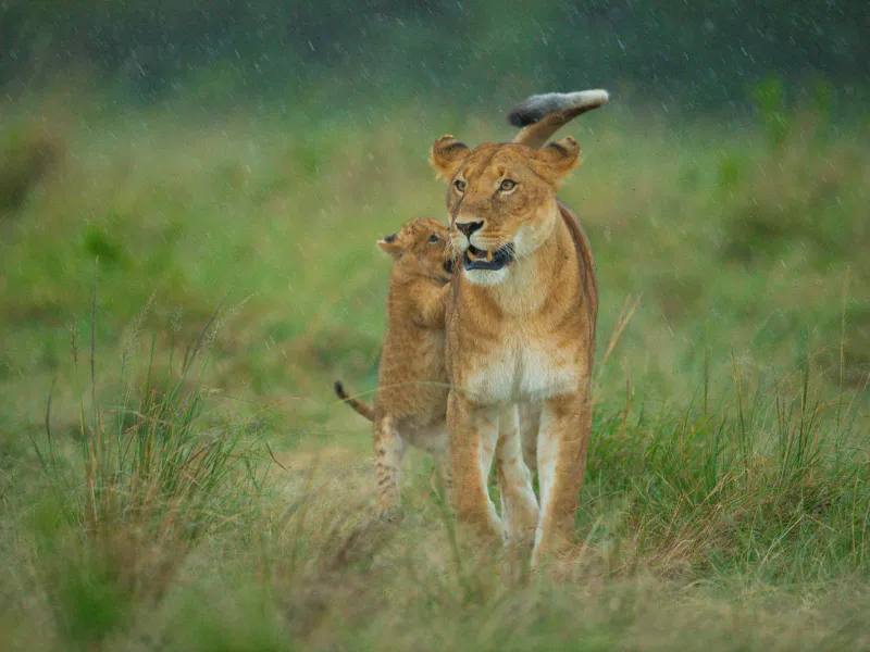 Lion