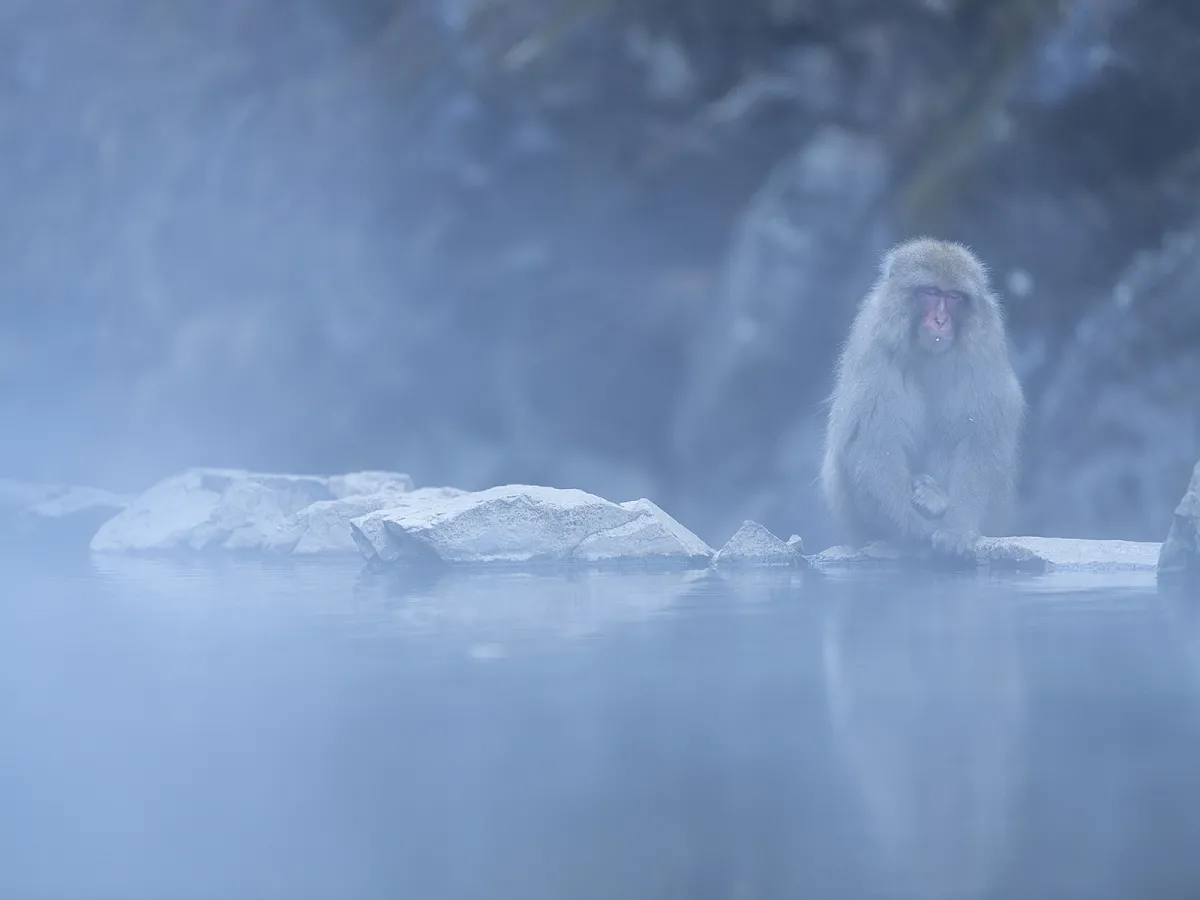 A snow monkey bathing at Jigokudani.