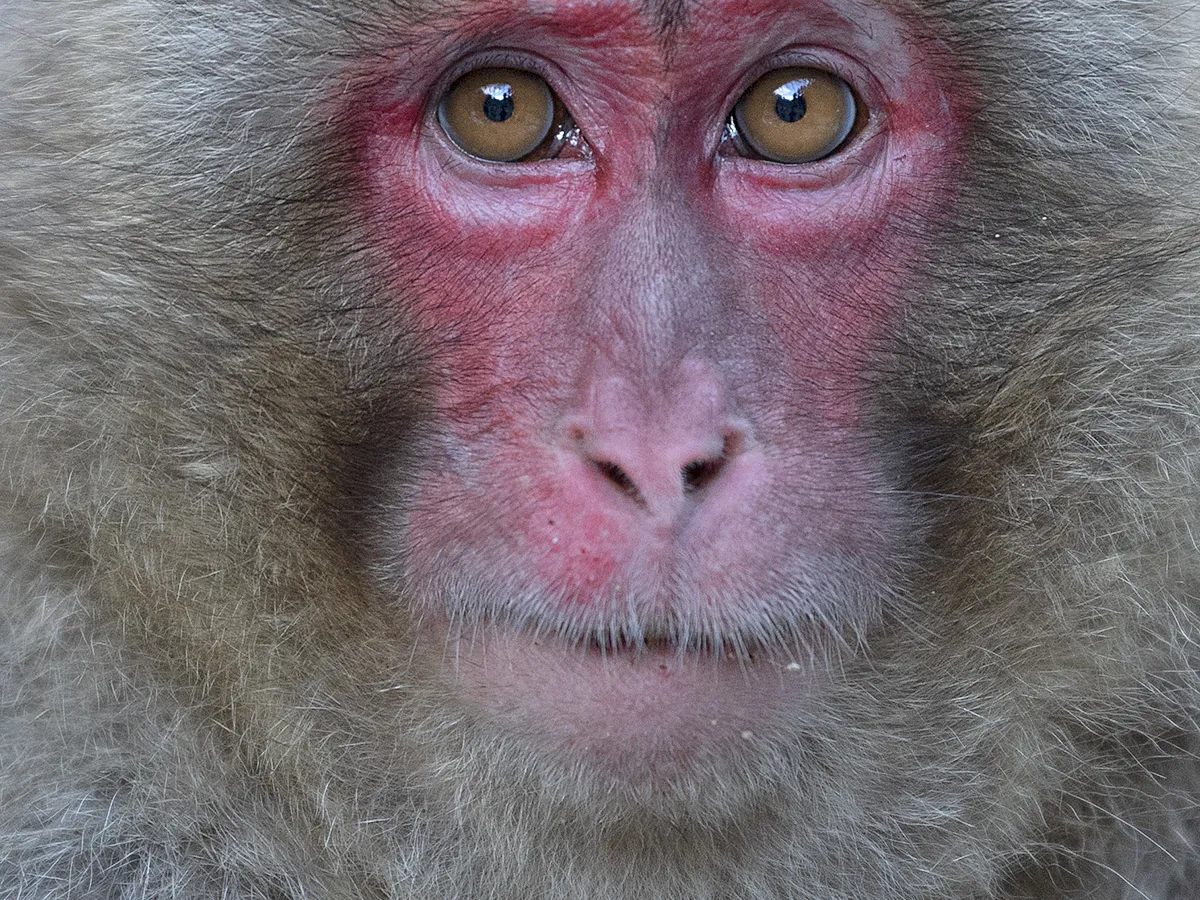 Yakushima macaque